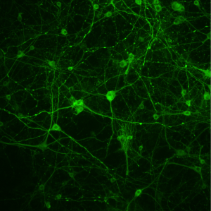 cortical neurons MAP